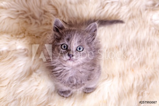 Picture of Pet animal cute kitten gray cat indoor